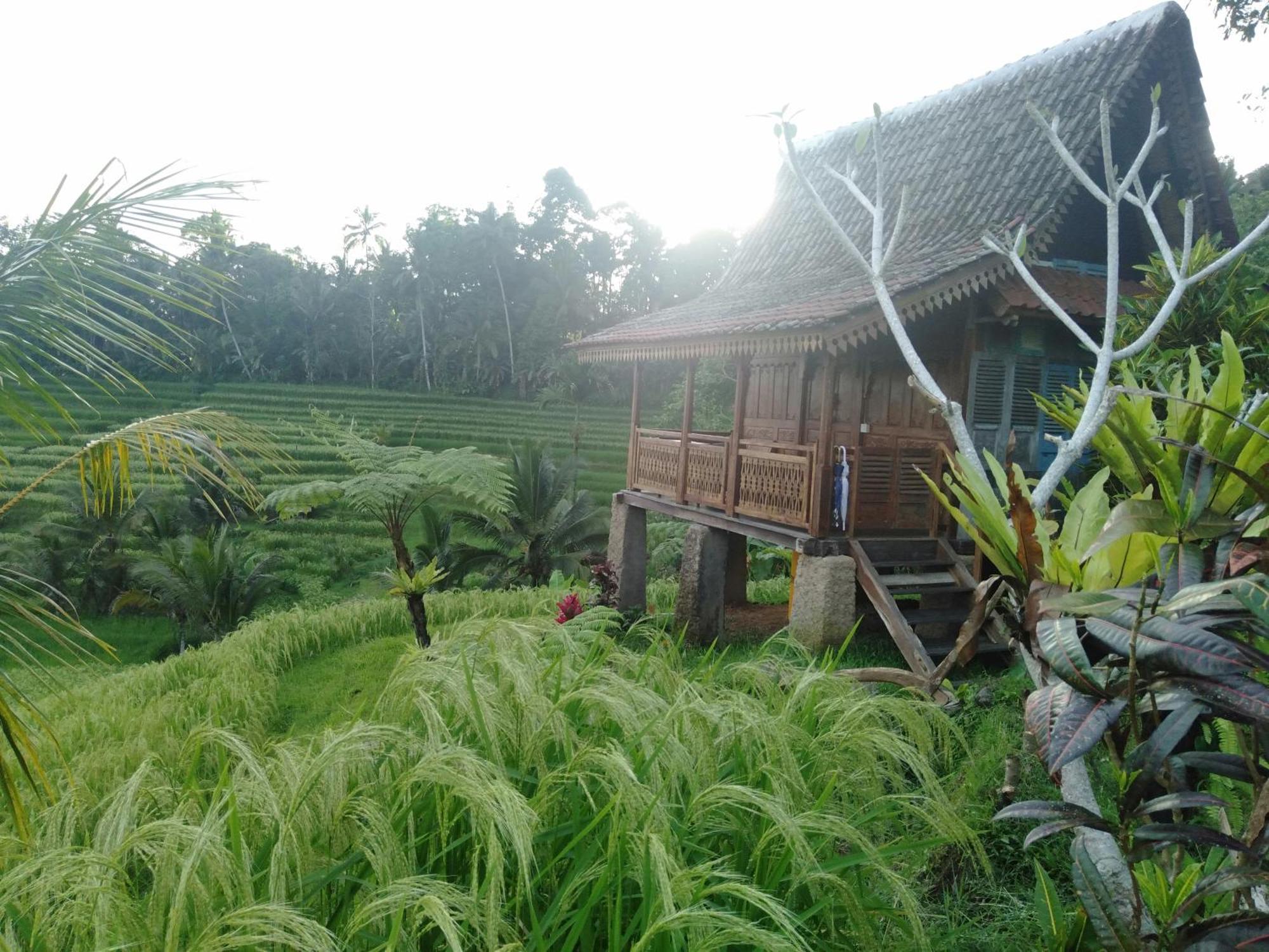 D'Ume Bendoel Homestay Jatiluwih Εξωτερικό φωτογραφία