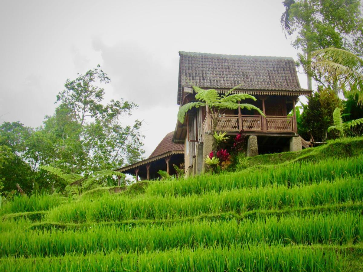 D'Ume Bendoel Homestay Jatiluwih Εξωτερικό φωτογραφία