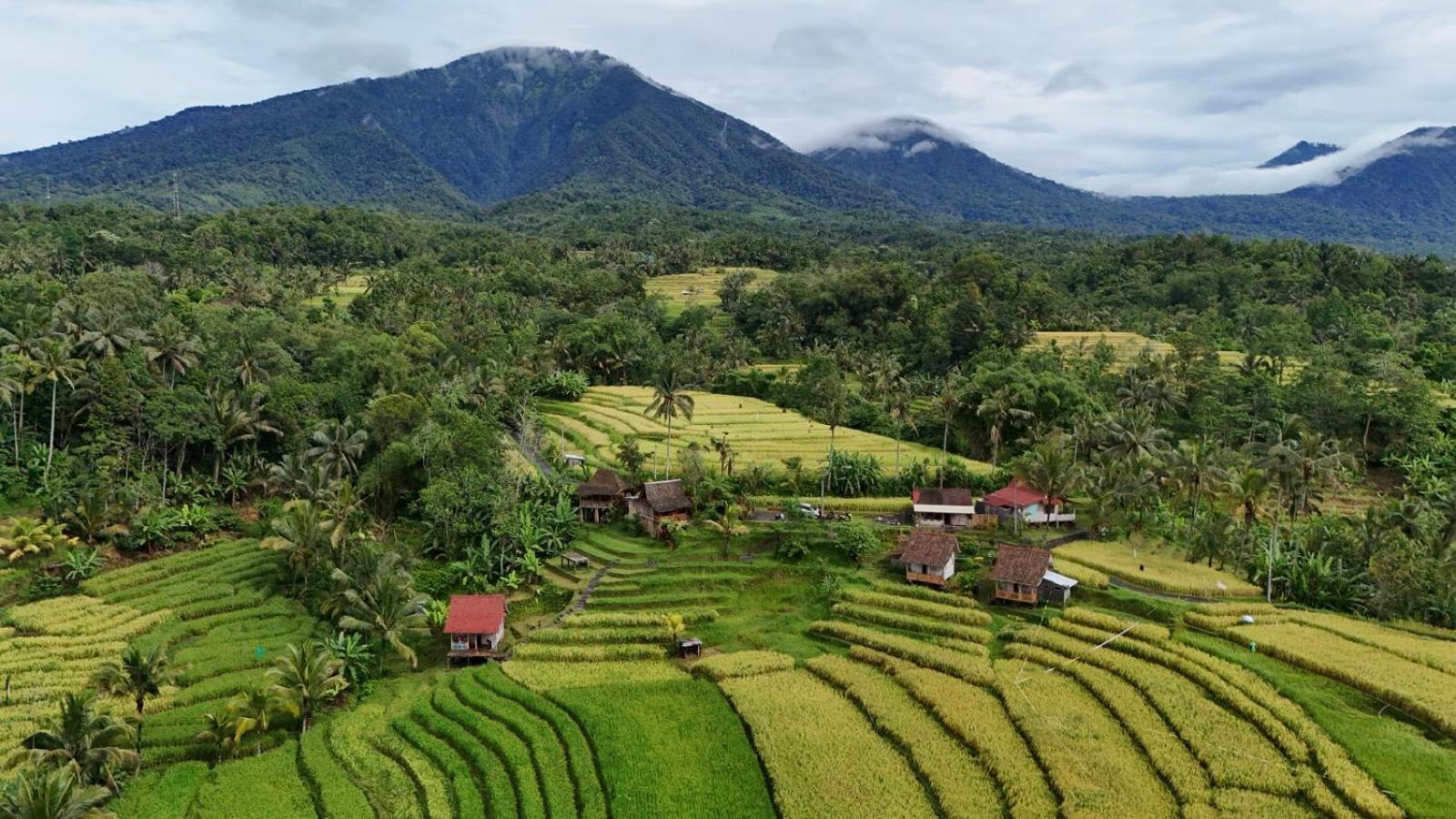 D'Ume Bendoel Homestay Jatiluwih Εξωτερικό φωτογραφία